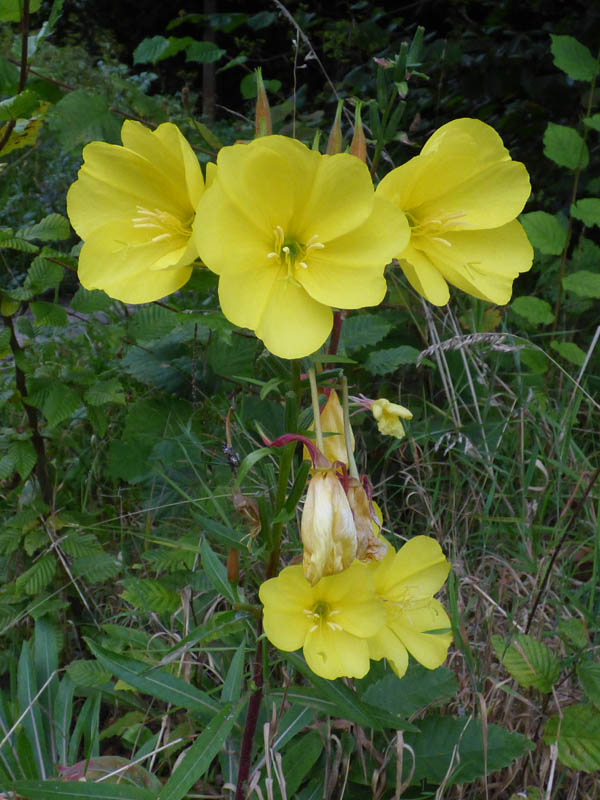 Oenothera glazioviana